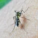 Eliminating Mosquitoes from Your Property in Dallas with Professional Pest Control 