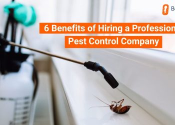 How can hiring a local pest controller benefit you? 